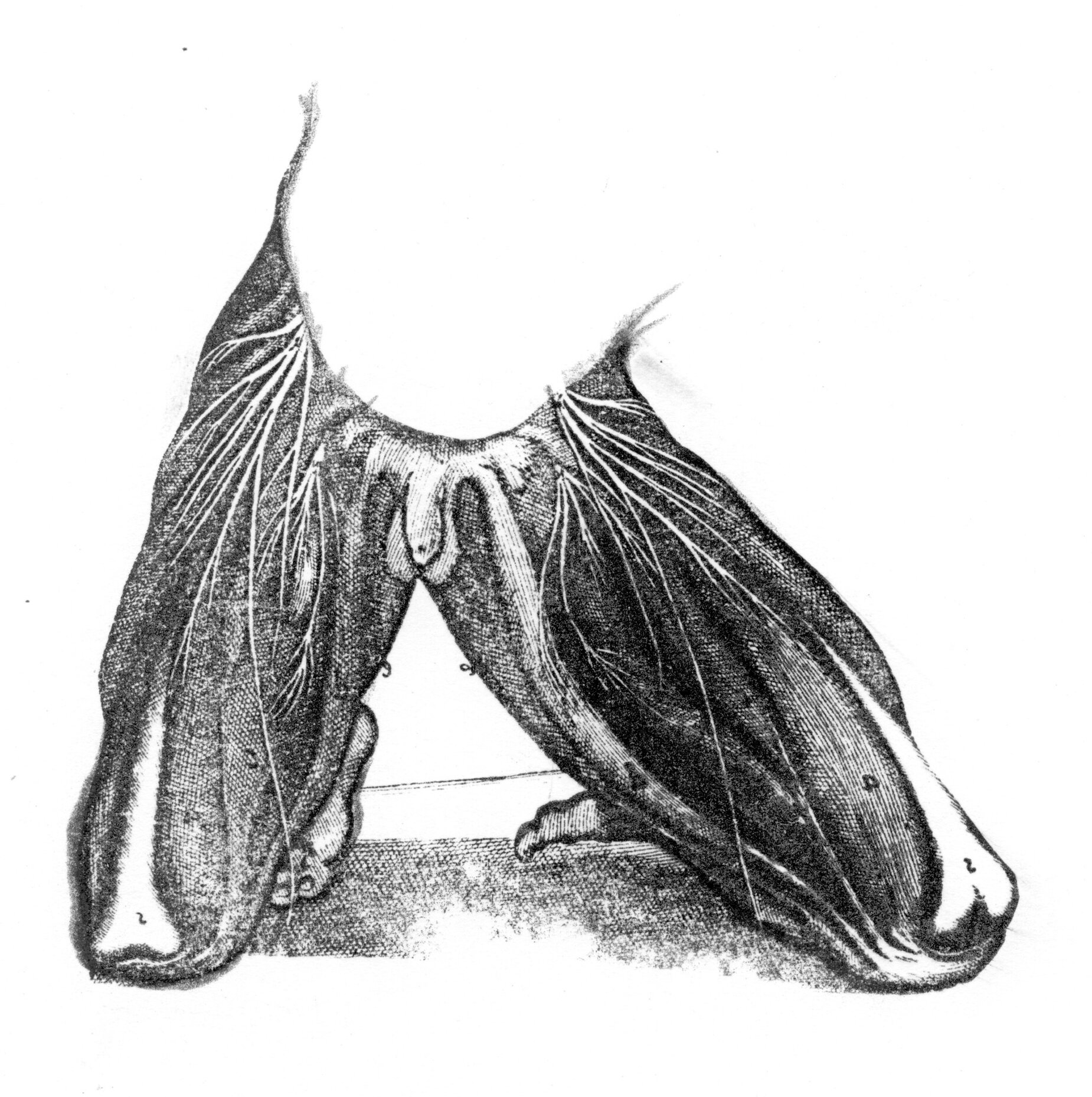 Disembodiment (Massacre)